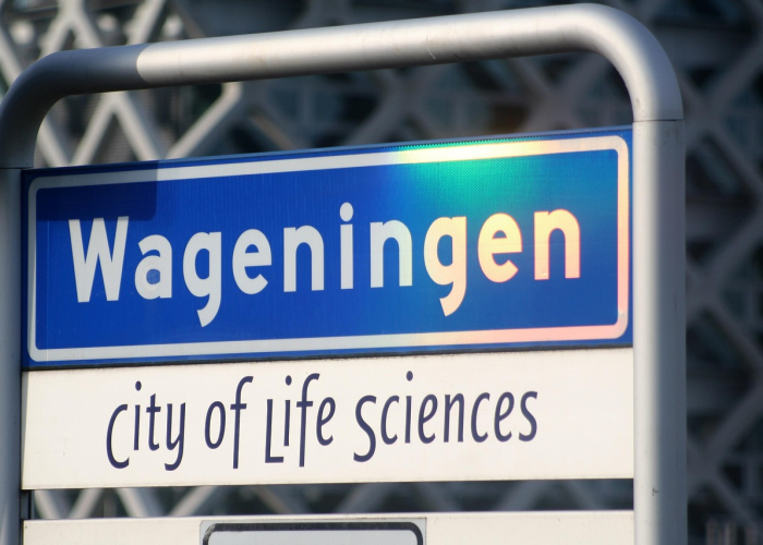 “:在网上虚假金沙提现审核中是怎么回事，我不成功不收费