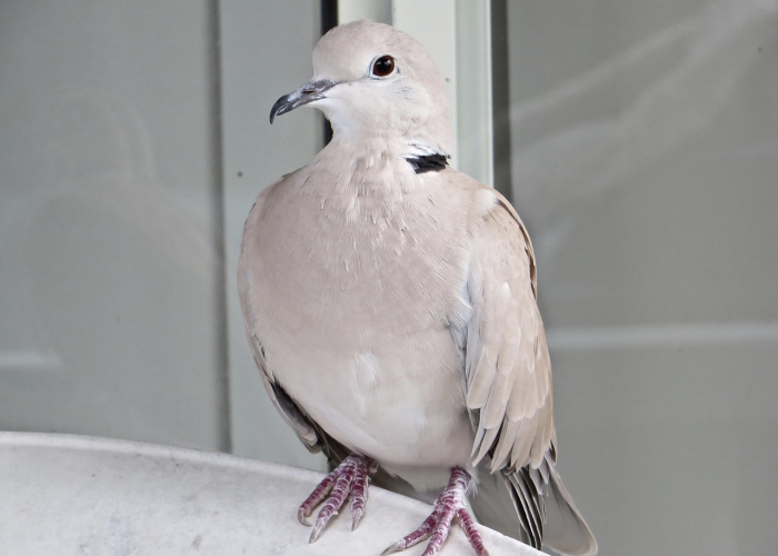 今天常州有人感染新型冠状今天常州有人感染新型冠状有几个人