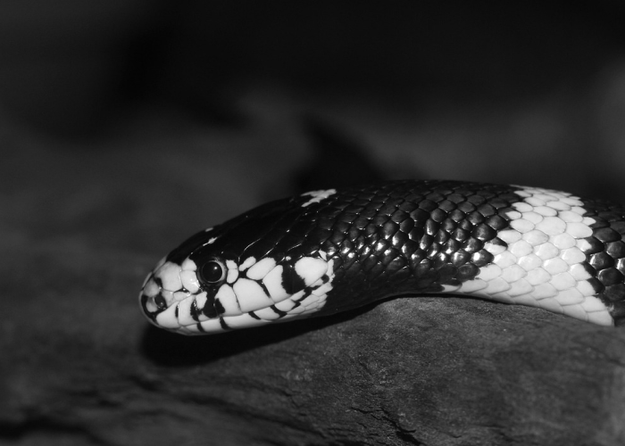 31省新增本土79例：31省新增本土病例83例