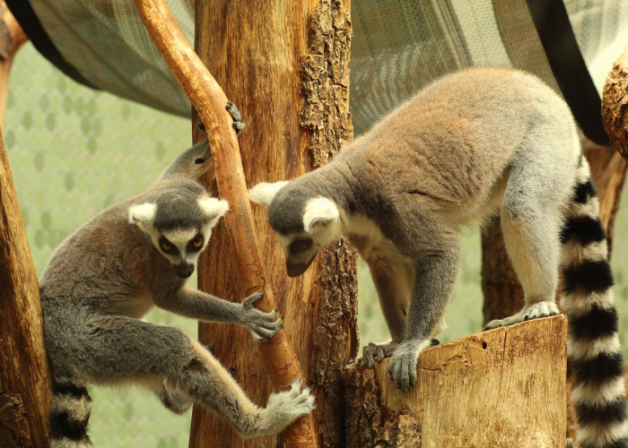 河南新增本土50例河南新增本土病例1个轨迹