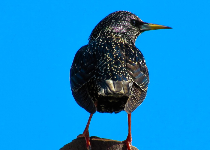 31省区市新增本土确诊6例(31省新增6例确诊)