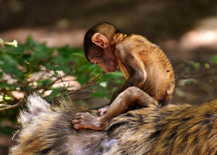 山东 感染者(专家研判山东感染高峰或将提前)