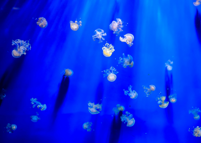 31省新增本土402例31省新增本土病例33+10