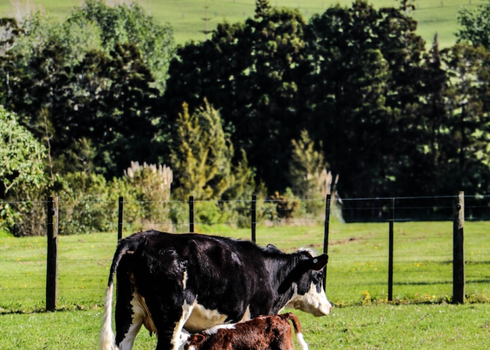 河南新增无症状感染者,河南新增无症状感染者2021年1月2日
