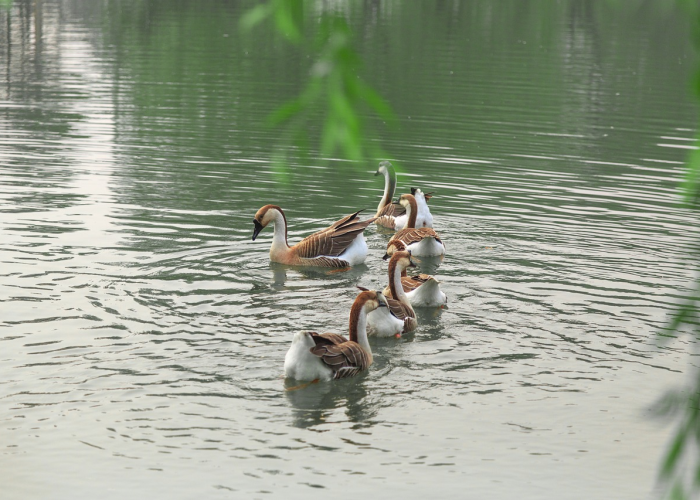 青岛核酸检测青岛核酸检测已采样超560万份