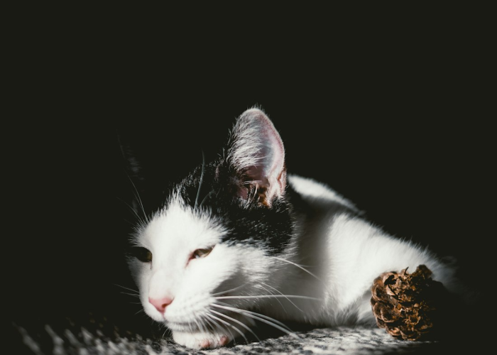 吉林感染高峰进度吉林感染81人