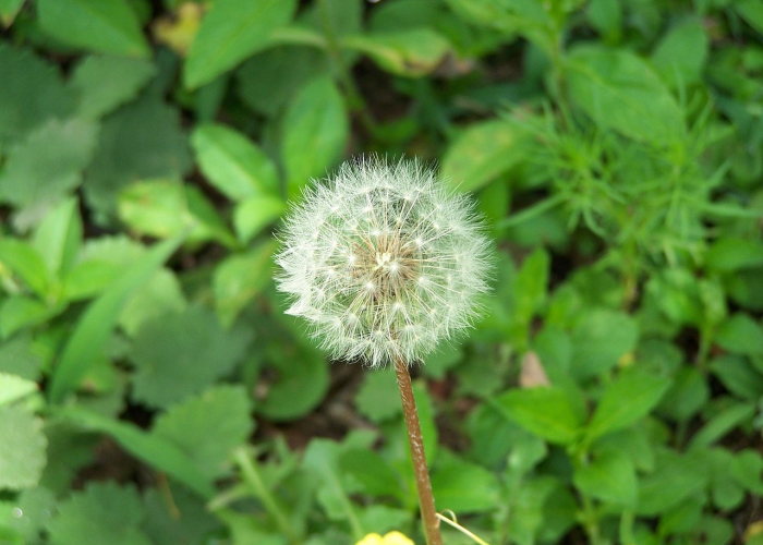 上海昨增本土193115698死亡11例上海疫情死亡情况